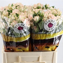 Роза кустовая Sweet Sara дл.60 10шт