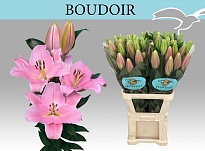 Лилия Or. Boudoir 4+ 10шт