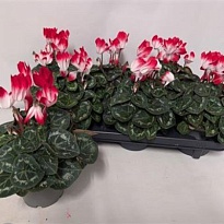 Цикламен Индиака Ред d12 h20 6шт