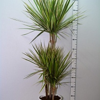 Драцена Биколор 3Д d21 h120 1шт