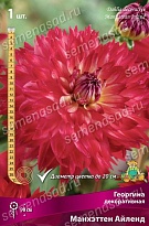 Георгина декоративная Манхеттен Айленд 1шт