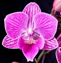 Орхидея Фален. Орсон 2ст d10 h30-40 10шт