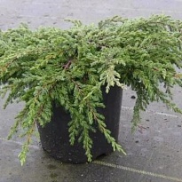 Можжевельник (Juniperus) обыкновенный Репанда 2л h34-40 1шт