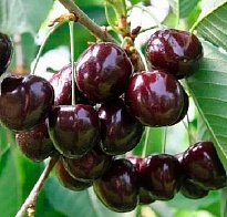Черешня Речица 2-х лет/клоновый подвой/С 1шт