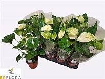 Антуриум Висперин Лав d14 h55 8шт