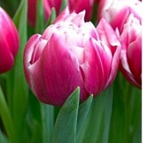 Тюльпан Do Columbus 50шт