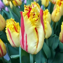 Тюльпан Fr Party Clown 10шт