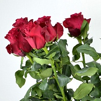 Роза Rhodos дл.80 10шт