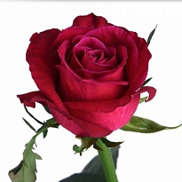 Роза Шангри-Ла одноголовая (МЦ) дл.60 15шт/уп