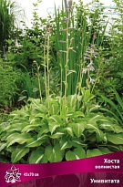 Хоста волнистая Унивитата 1шт