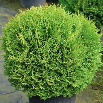Туя (Thuja) западная Тини Тим d9 h20-25 18шт