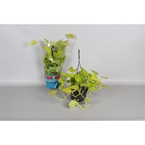 Эпипремнум Голден Потос d12 h15 10шт