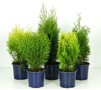 Туя (Thuja) микс (KV) d11 h20-25 11шт