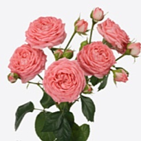 Роза Фемке кустовая (МЦ) дл.50 10шт/уп
