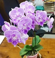 Орхидея Фален. Агнец 1ст d10 h50 10шт