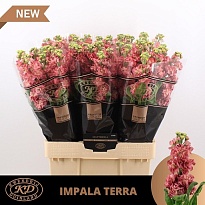 Маттиола Impala Terra 10шт