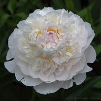 Пион Blush Queen (К) дл.50 5шт