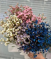 Хамелациум микс (К) дл.70 1уп