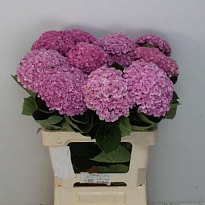 Гортензия Mag Revolution pink дл.80 d15-17 1шт