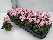 Цикламен Супер Виктория d6 h10 18шт