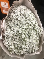 Гипсофила Ophelia 5шт