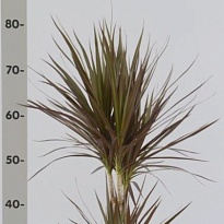 Драцена Магента 2Д d17 h85 6шт
