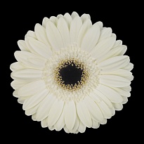 Гербера White House 25 шт