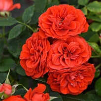 Роза Миниатюр Ориндж почвопокр./Цв.Кор