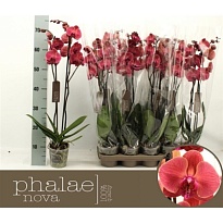 Орхидея Фален. Азиан Корал 2 ст d12 h70 10шт