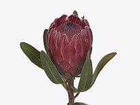 Протея Red Ice дл.35 1шт