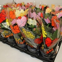 Гибискус микс d13 h35 8шт