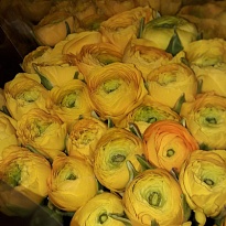Лютик Yellow 10шт