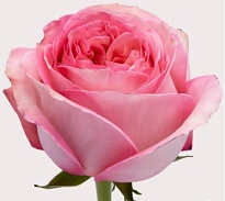 Роза Fflglx Pink Expression дл.50 25шт