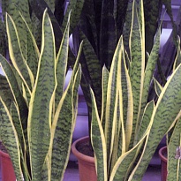 Сансевиерия Лауренти XL  d12 h50 10шт