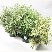 Фикус Бенджамина микс d14 h55 8шт