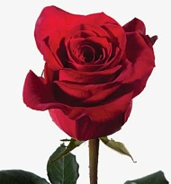 Роза E.q.r. Ecuatoroses Scarlatta дл.40 25шт