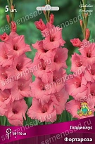 Гладиолус Фортароза 10/12 5шт