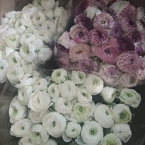 Лютик White Sup 10шт