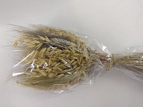 Букет из колосьев пшеницы, овса сухоцвет 16*19*48см 550гр
