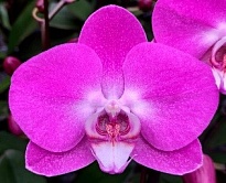 Орхидея Фален. Линнет 2ст d12 h60-70 10шт