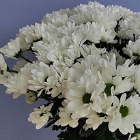 Хризантема кустовая Apres-ski 5шт