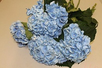 Гидрангея Margarita Blue дл.80 d20-22 1шт