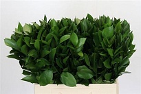 Рускус Hypophyllum дл.50 10шт