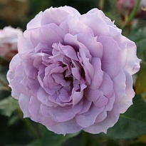 Роза Кордес Новалис флорибунда/Цв.Кор