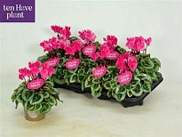 Цикламен Пикассо Пинк-Вайт d11 h20 8шт