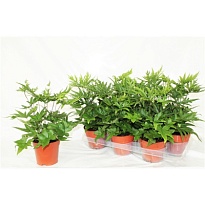 Папоротник (Дориоптерис Педата) d12 h35 6шт