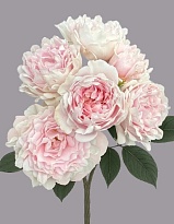 Роза куст. Tessa #light Pink дл.50 10шт