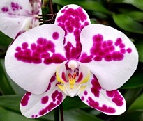 Орхидея Фален. Маракеш 2ст d12 h60-70 10шт