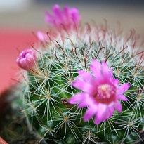 Кактус Маммилярия микс d10 h15 9шт