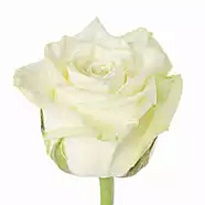 Роза Вайт Наоми одноголовая (МЦ) дл.70 15шт/уп